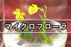 マイクロフローラとは