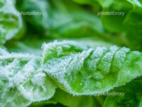 野菜苗の霜対策について（ブログ）